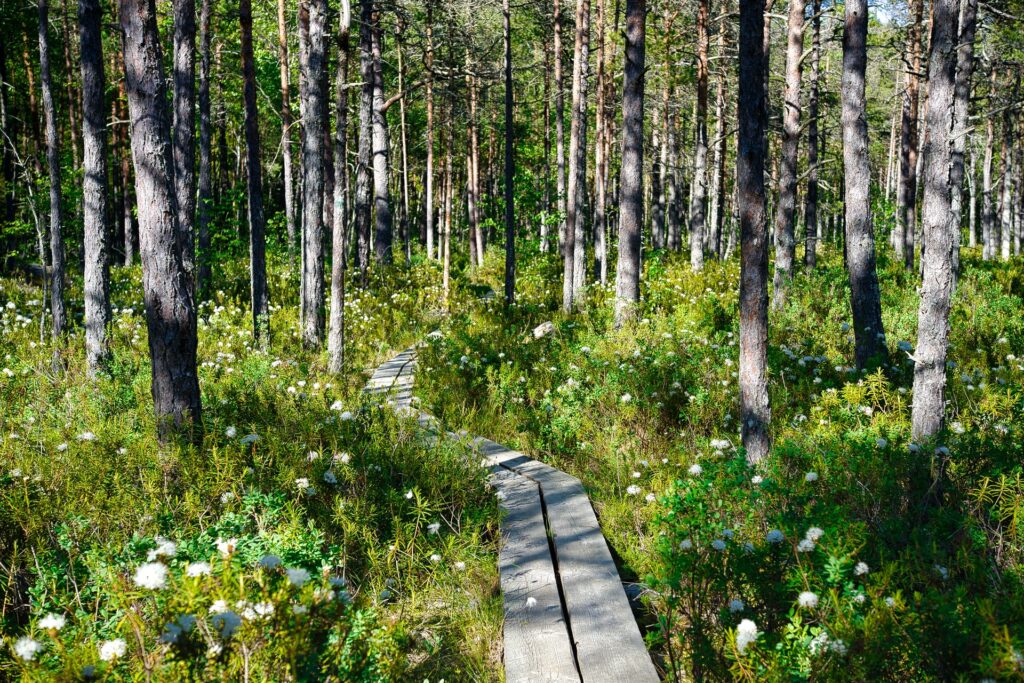 Forest in estonia